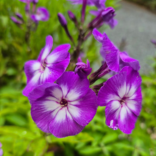Phlox Paniculata Laura