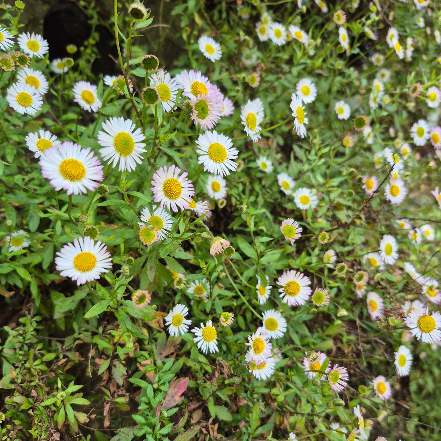 Erigeron karvinskianus