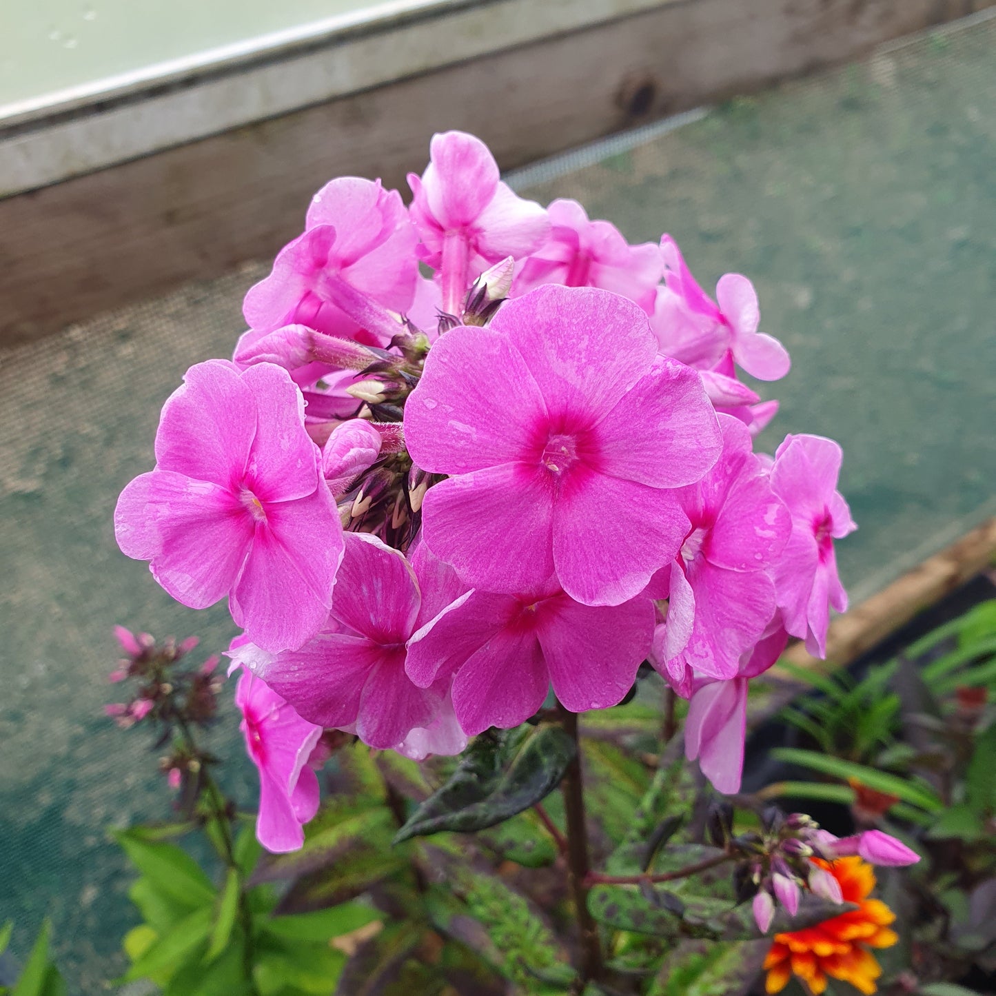 Phlox Paniculata Eva Cullum