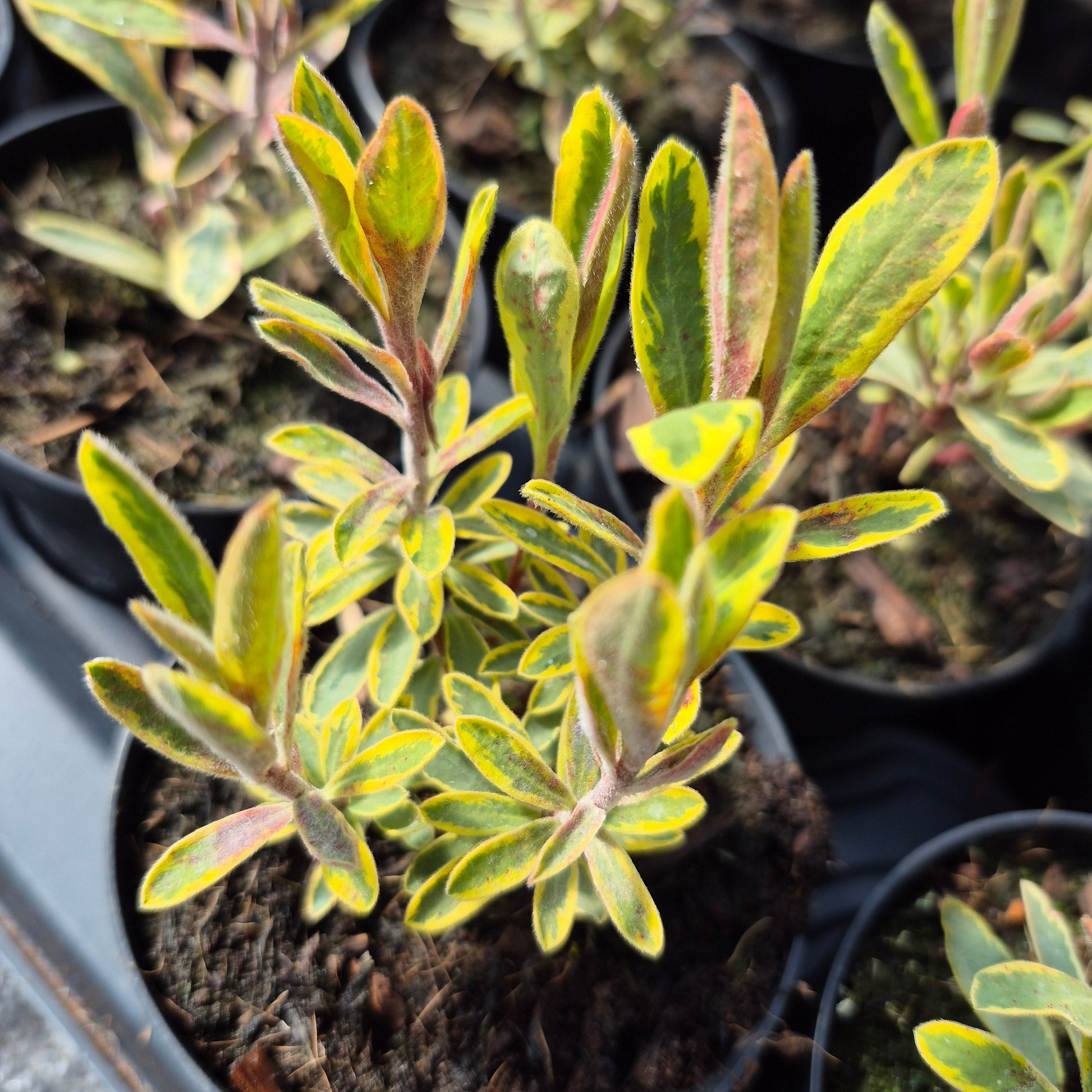 Euphorbia 'Ascot Rainbow' – Bojorrow Plants