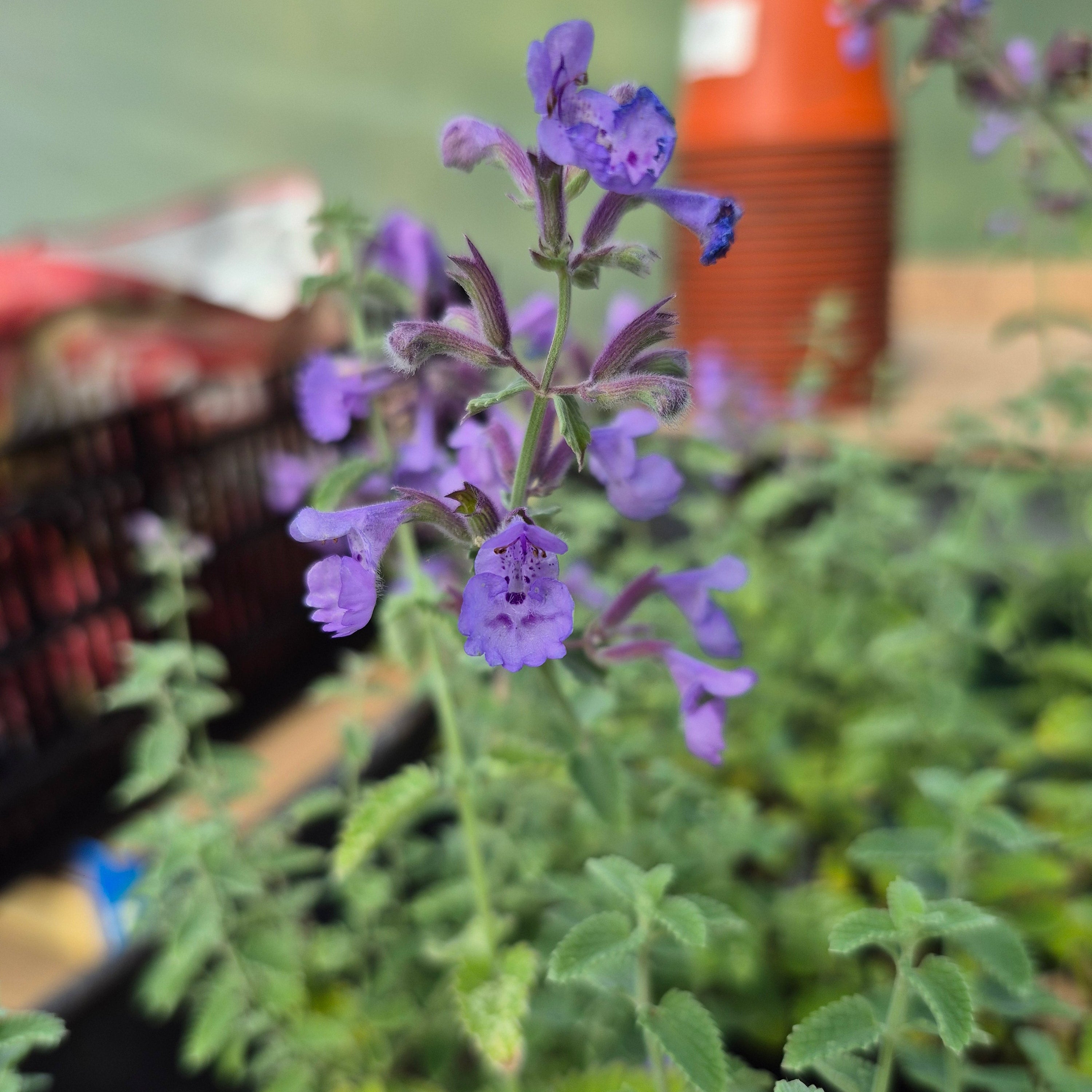 Nepeta racemosa Walker's Low, perennial, hardy – Bojorrow Plants