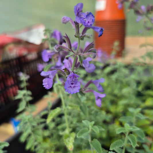 Nepeta racemosa Walker's Low