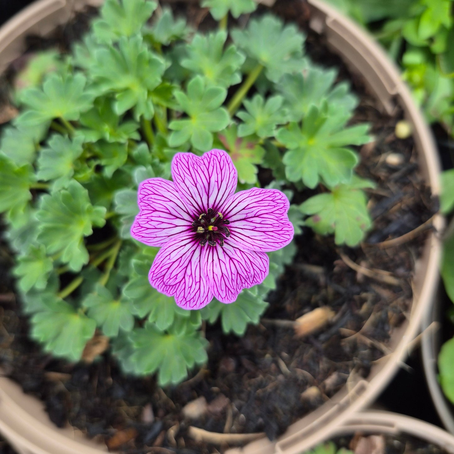Geranium Ballerina