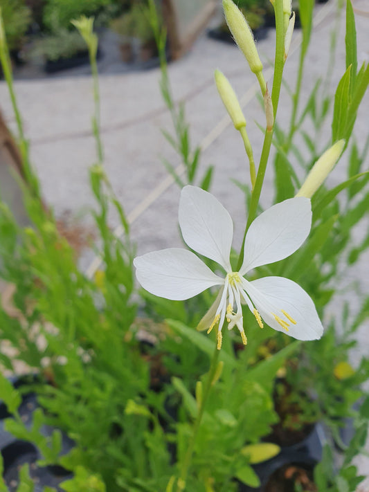 Gaura Lindheimeri Cool Breeze