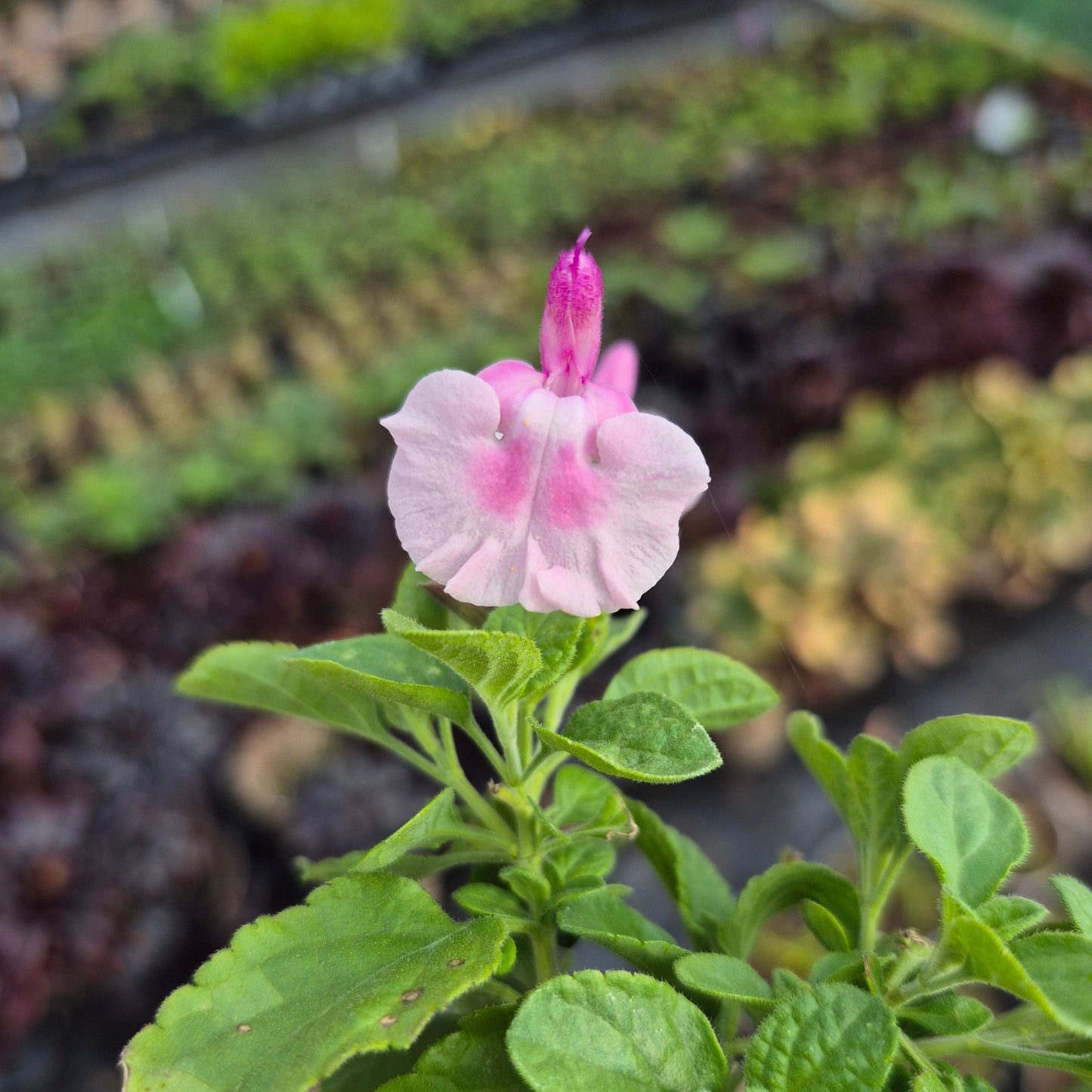 Salvia microphylla 'Angel wings'