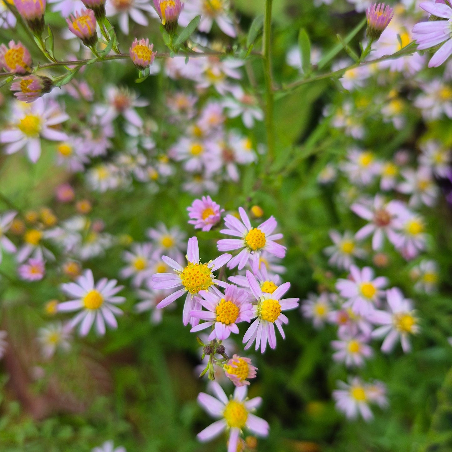 Aster Ericoides Pink Cloud