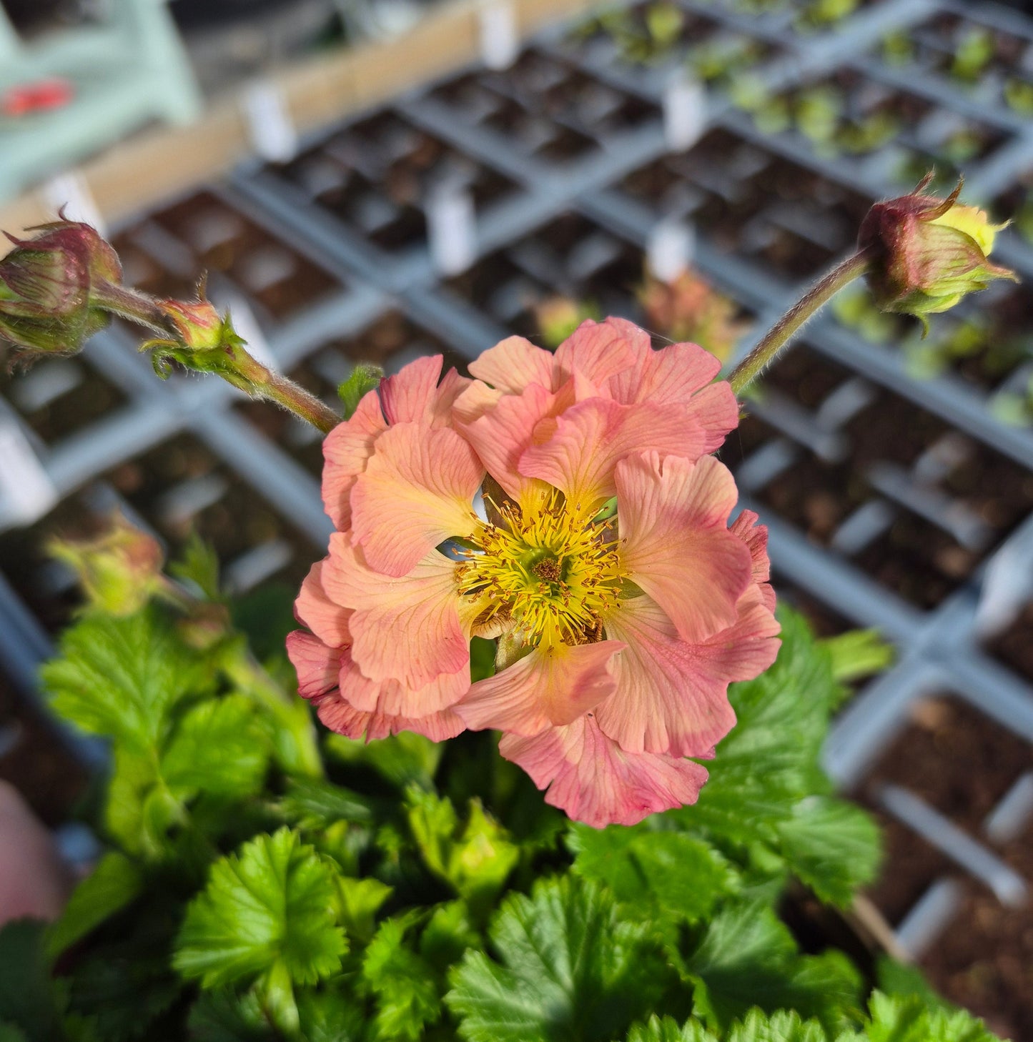 Geum Mai Tai