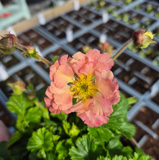 Geum Mai Tai