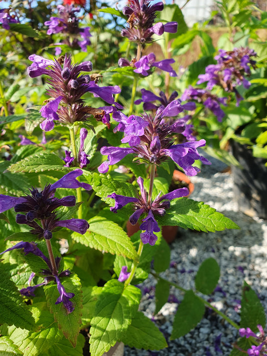 Nepeta 'Neptune'
