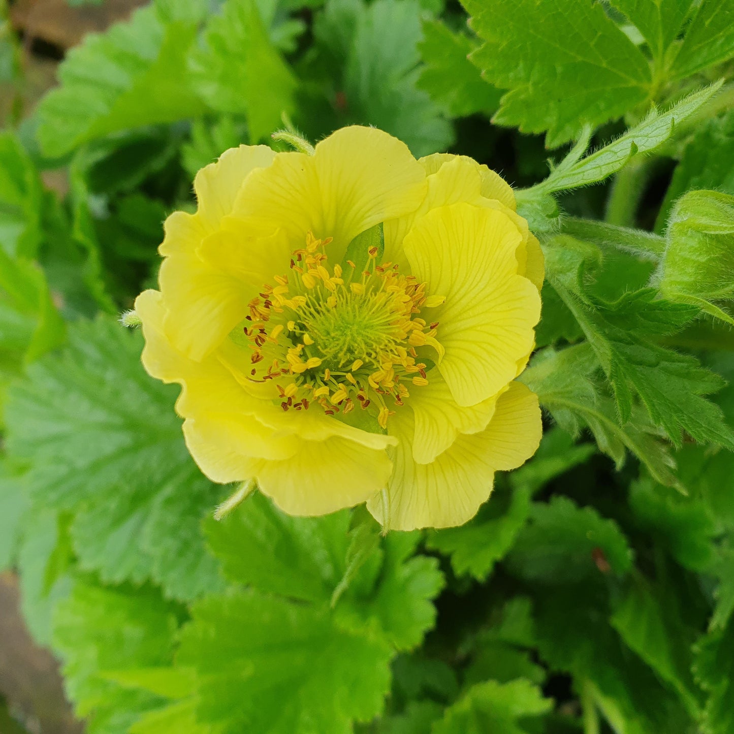 Geum Tales Of Hex