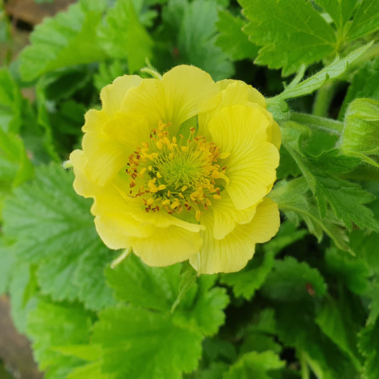 Geum Tales Of Hex