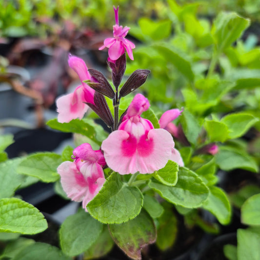 Salvia microphylla 'Angel wings'