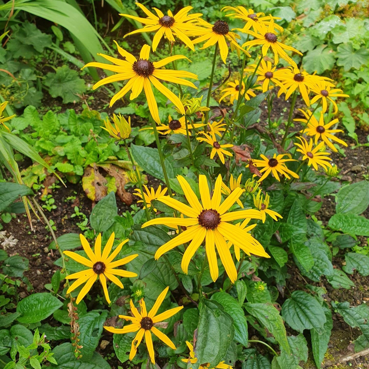 rudbeckia goldsturm perennial
