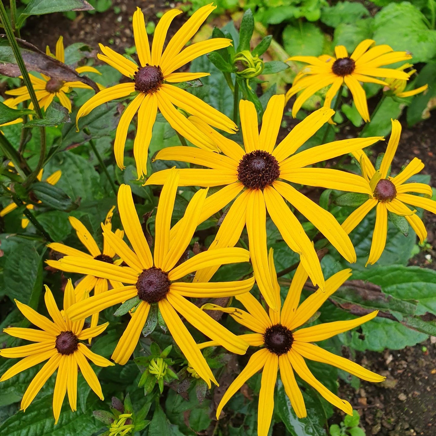 rudbeckia goldsturm perennial hardy
