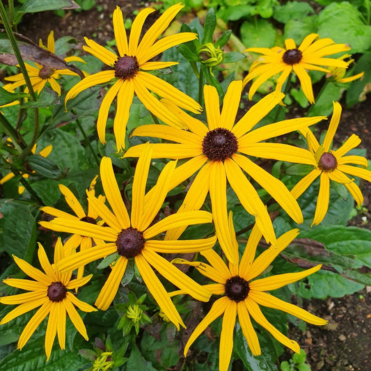 rudbeckia goldsturm perennial hardy