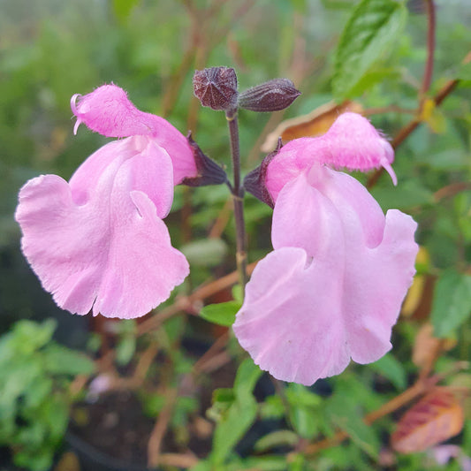 Salvia 'Joy'