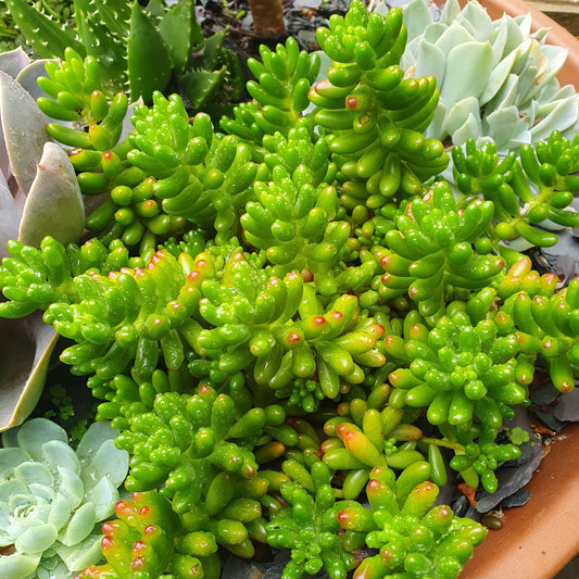 sedum rubrotinctumn succulent jelly bean plant 