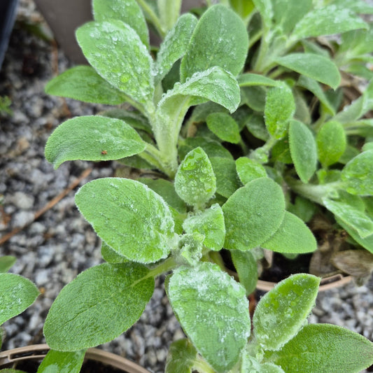Stachys byzantina 'Silver carpet'