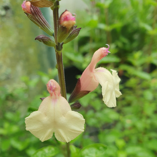 Salvia Microphylla 'Trelissick Creamy Yellow'